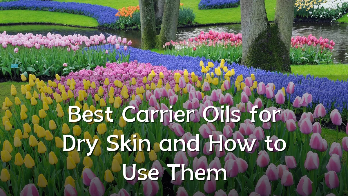 Best Carrier Oils for Dry Skin and How to Use Them
