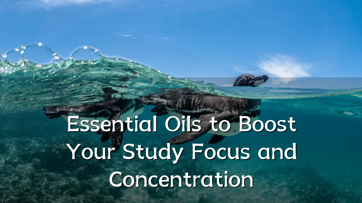 Essential Oils to Boost Your Study Focus and Concentration