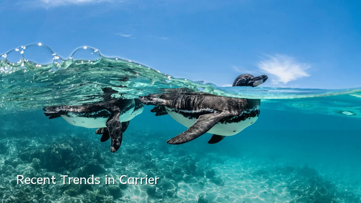 Recent Trends in Carrier