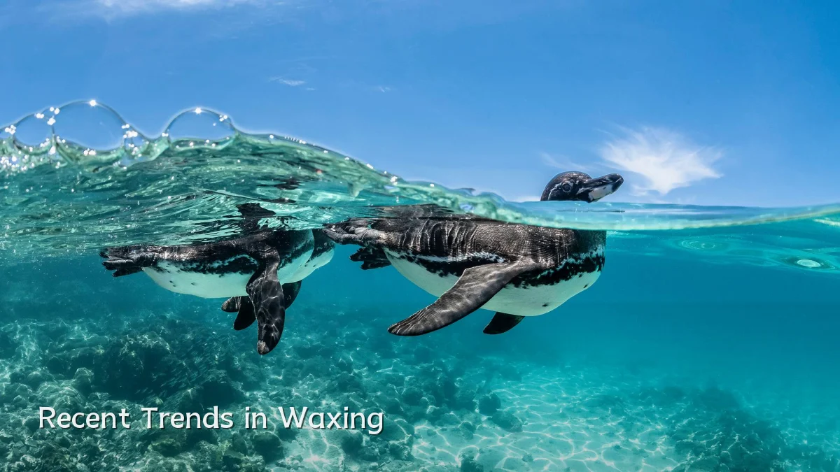 Recent Trends in Waxing