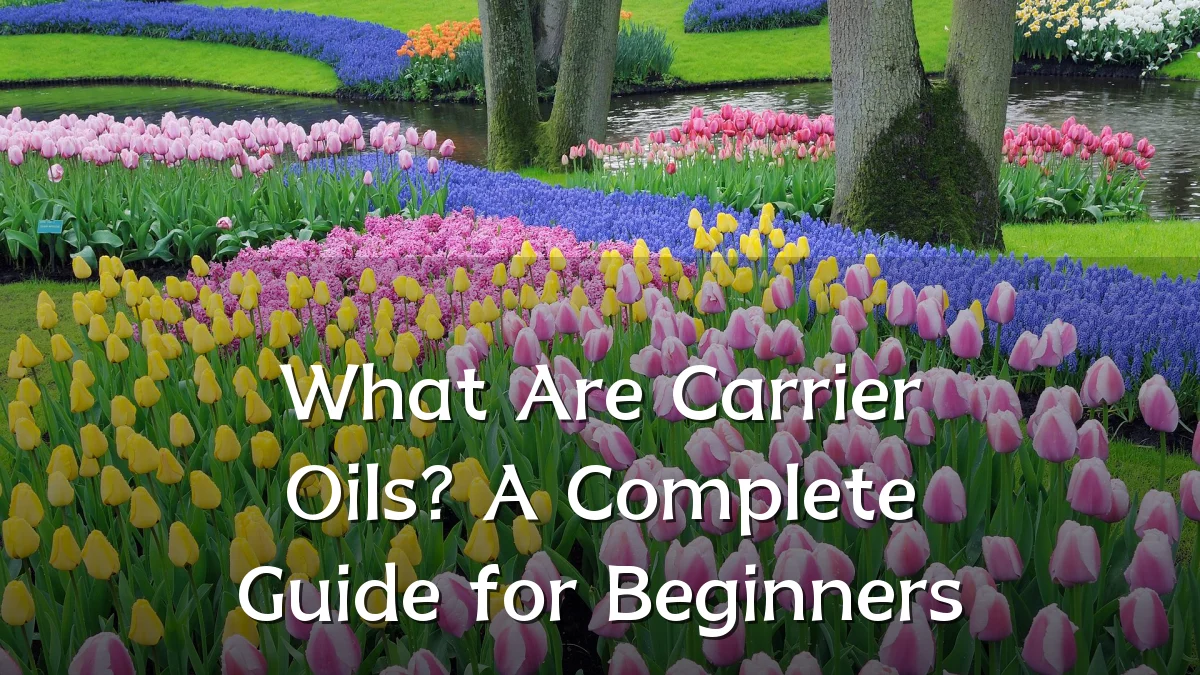 What Are Carrier Oils? A Complete Guide for Beginners